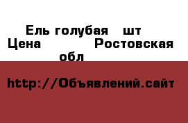 Ель голубая 3 шт. › Цена ­ 3 000 - Ростовская обл.  »    